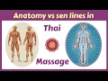 Do You Actually Need Anatomy to Practice Thai Massage