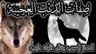 صفات الذئب الغريبة دندنها