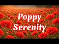 Nature Healing in a Red Poppy Field Spring Ambience Bird Sounds Soft Piano