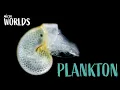 Microworlds Plankton 101