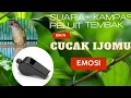 Download Lagu Satu jam Suara peluit untuk CUCAK IJo EMOSI