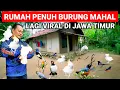 Lagu VIRAL..! RUMAH PENUH BURUNG MAHAL LAGI VIRAL DI JAWA TIMUR