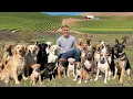 I Bought a GIANT Dog Rescue Farm - and YOU can Visit