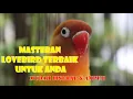 MASTERAN BURUNG LOVEBIRD NGETIK NGEKEK PANJANG | CEPAT DISERAP DAN AMPUH