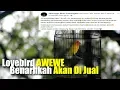 Download Lagu Lovebird Fenomenal Awewe ,Benarkah Akan di Jual