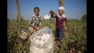 هل يعيد القطن قصير التيلة مصر إلى عرش صناعة النسيج 