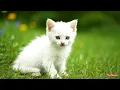 Download Lagu Cat Sound Compilation | Real Meowing, Purring \u0026 Hissing