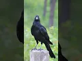 Download Lagu Amazing Crow Sound effect #shorts #sound MP3