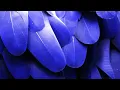 The Blue Avian Starseed Traits And Mission