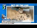 Pets of the Day Meet Sandstone McMurry