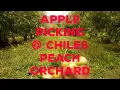 Apple Picking Chiles Peach Orchard