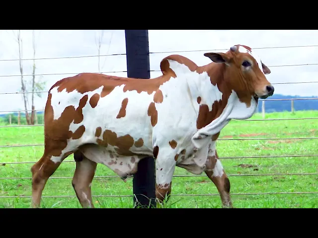 Garrote Nelore SHFA - 375