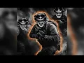 Download Lagu URI MONTAGEM INJURIOSUM RETINES (ULTRA SLOWED REVERB) BASS BOOSTED ULTRA PHONK BRAZILIAN