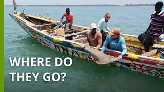 Endangered Ray Species In Guinea Bissau Get First Ever Satellite Tracker 