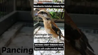masteran cendet full tembakan kasar membantu cendet trotol menata lagu