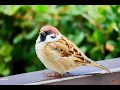 Download Lagu suara burung pipit