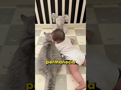 Este Papá Gato Es El Más Tierno 🐱❤️🐧