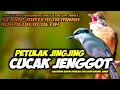Download Lagu MASTERAN BEST PETULAK JINGJING VS CUCAK JENGGOT || CUCAK JENGGOT VS PETULAK JINGJING MESIN JAHIT