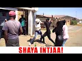 Lagu Ep 114 Shaya Intjaa! Uyadelela loyo
