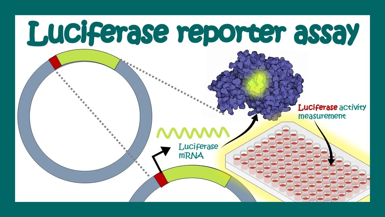 Luciferase Reporter Assays
