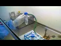 10 Demonstration of processing of sputum specimen for culture for diagnosis of tuberculosis