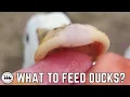 What Do Ducks Eat Your Guide To Feeding Ducks