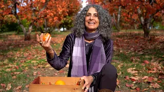 Health Benefits of Persimmons - Harvesting Health