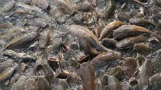 DENGAN METODE TERNAK INI! BUDIDAYA IKAN LELE LEBIH BERSIH DAN SEHAT!