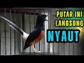 Lagu 100% PANCINGAN murai batu gacor AMPUH MENJADIKAN murai batu agar cepat bunyi NYAUT