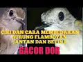 Download Lagu Ciri dan cara membedakan burung FLAMBOYAN jantan dan betina pasti akurat