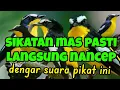 Download Lagu Suara pikat sikatan emas palibg jernih paling moncer#sikatan#sikatanmas