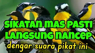 suara pikat sikatan emas palibg jernih paling moncer sikatan sikatanmas