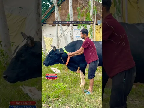 Mark henry🐂Nandi ji Recovered❤️‍🩹 #street #animals #lover #blessed #treatment #love #bholenath