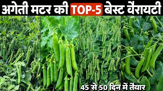 मटर की TOP 5 बेस्ट वैरायटी | M-7, AP-3, C-10, GS-10, काशी नंदिनी | कौन सी किस्म कब लगाएं? | मटर खेती