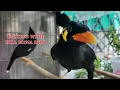 Lagu 15 minutes Amazing talking with Hill Myna Bird with sound and talking ASMR