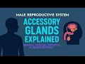 Male Accessory Glands Explained Seminal Vesicles Prostate Bulbourethral Functions