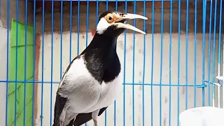 suara kicau jalak suren gacor masteran u0026 pancingan burung jalak agar cepat gacor full isian mewah