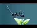 Download Lagu Inside Insects