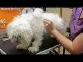 How to Groom A Matted Maltese