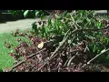 Charlotte residents angry of piles of yard waste that haven t been picked up