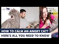 Download Lagu How to Calm an Angry Cat | Reasons for Anger | Dealing with Aggression | Tips to Soothe Your Cat