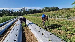 EASY WAY TO PLANT CHILI SEEDLINGS FOR BEGINNERS - Agriculture farming