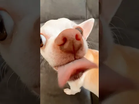 The Kuchi Kuci helicopter tornado πͺοΈ π π€£π€£ Angry chihuahua vs french bulldog