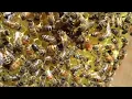 Download Lagu Bees 10 hours, bees buzzing, bee noises, bee sound, beehive sound, beehive noise, bee white noise