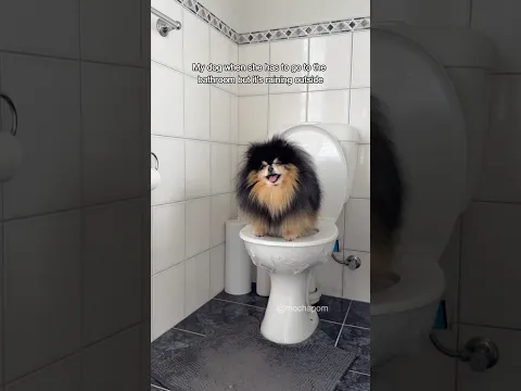 My dog when it’s raining but she has to go to the bathroom 🚽 #pomeranian #dog