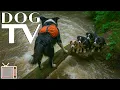 Download Lagu Dog TV with Music 🌿 Relaxing Stream Sound \u0026 Forest Walk for Dogs with Soothing Music For Dogs (New)