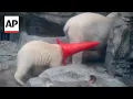 Polar bear cub in Japan goes viral for his love of traffic cones