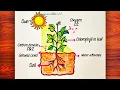 Photosynthesis process of Plant Diagram Drawing Easy How to draw photosynthesis Science Project