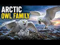 120 Days From Egg to Predator Snowy Owl Life Cycle