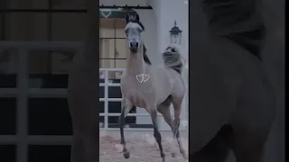 ما يعسف المهره غير خيال وما تاخذ القلب غير الاصيله  حصان عربي اصيل  خيل دندنها